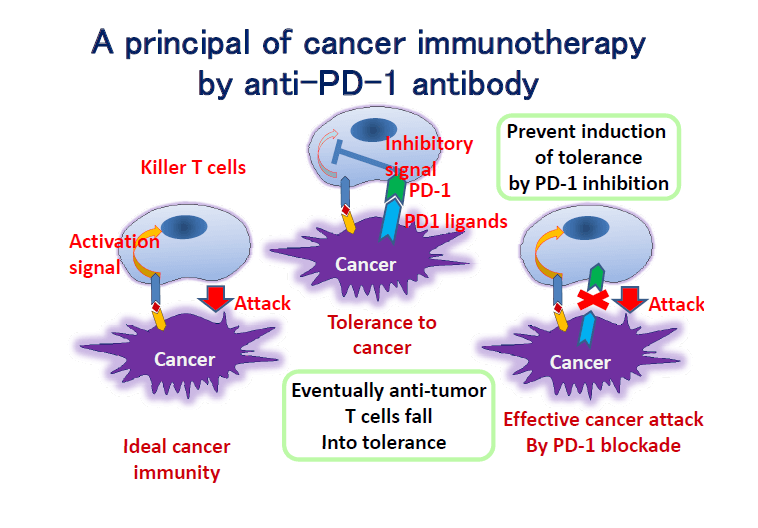 A Principal of cancer immunotherapy by anti-PD-1 antibody