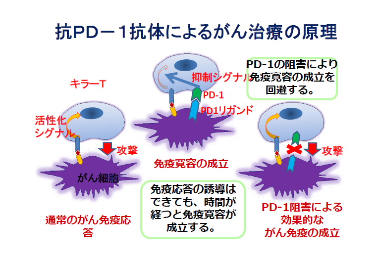 抗PD-1抗体によるがん治療の原理