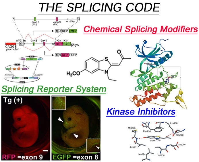 THE SPLICING CODE
