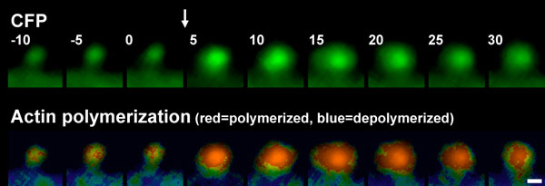 Actin polymerization and expansion of dendritic spine