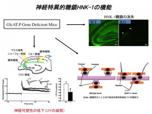 Function of neural specific carbohydrate epitope HNK-1