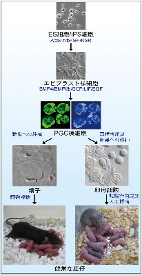 図2