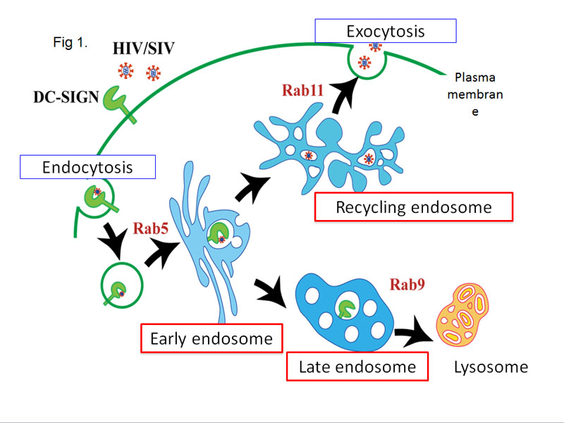 Pathway of endocytosis.
