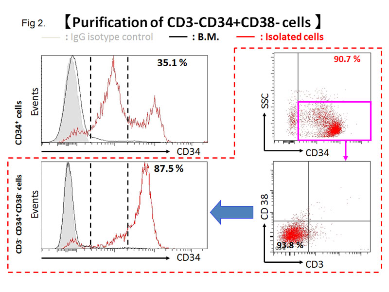 Purification of CD3-CD34+CD38- cells by magnetic beads from rhesus bone marrow.